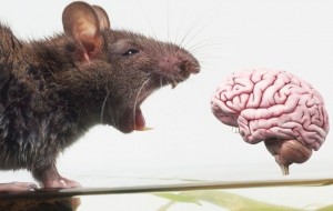 Scientists build digital rat brain in 'tour de force' - and a cyborg human mind could be next