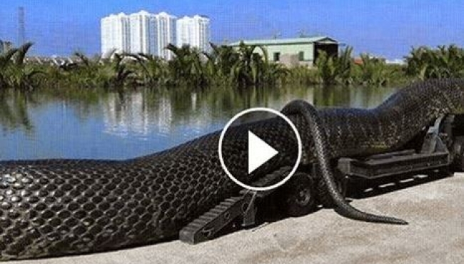 A Gigantic Anaconda Was Found Dead. What Was Found In Its Stomach Will Shock You!