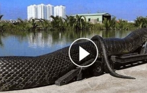 A Gigantic Anaconda Was Found Dead. What Was Found In Its Stomach Will Shock You!
