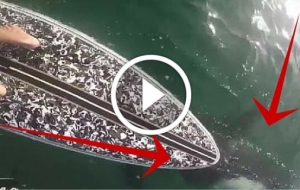 Paddle Boarder Sees HUGE Mass Swim Beneath Him. What Happens Next Leaves Him &lsquo;FREAKED&rsquo; 