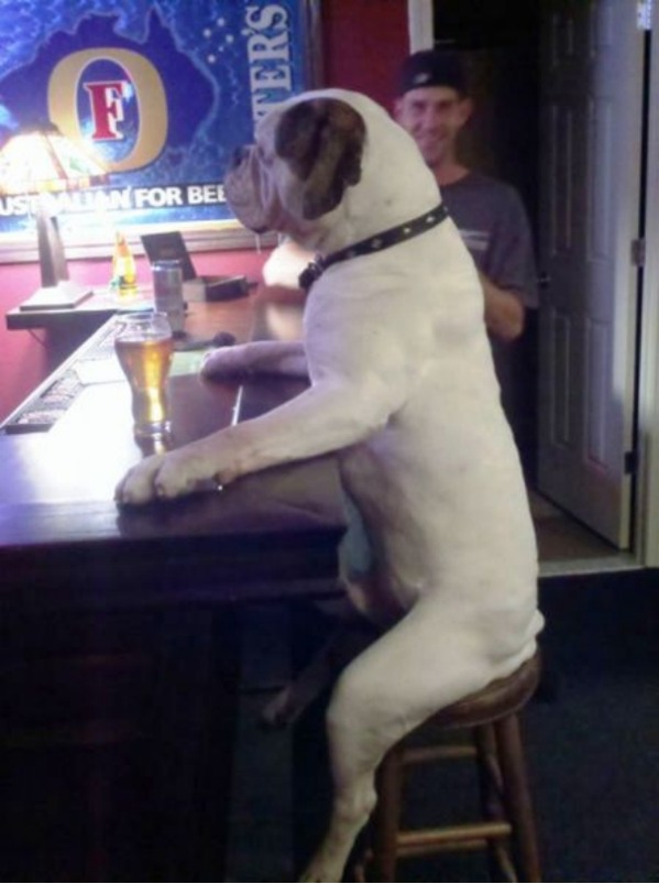 Drinking Dog