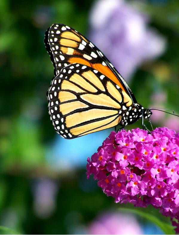 Butterflies are Amazing Creatures