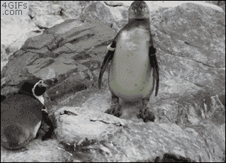 Penguin Rivalry