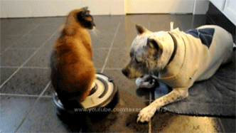 Roomba Cat Strikes Again