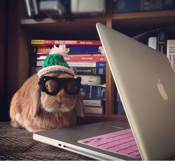 Tech-loving Rabbit