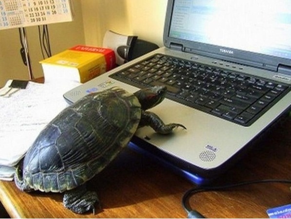 Presentation-loving Turtle