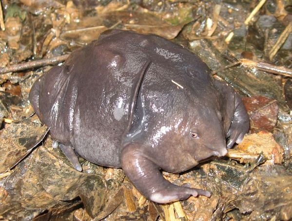 The Indian Purple Frog