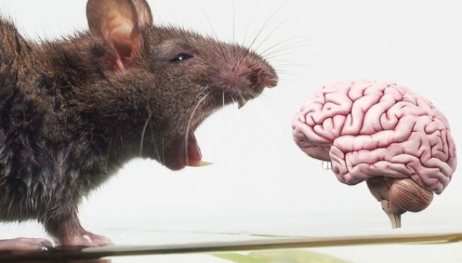 Scientists build digital rat brain in 'tour de force' - and a cyborg human mind could be next