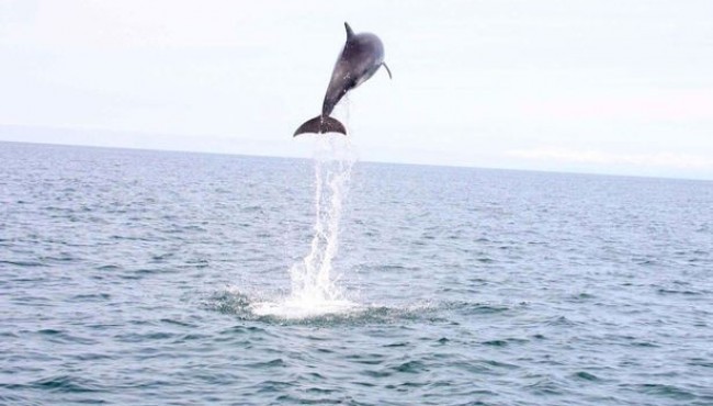 Incredible pictures show dolphin leaping 15 feet out of sea - a real jumper in Cardigan Bay