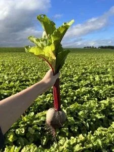 Are Beets the Secret to Better Skin and Health?