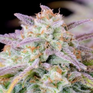 Fastbuds seeds at Cannapot with natural variety to explore