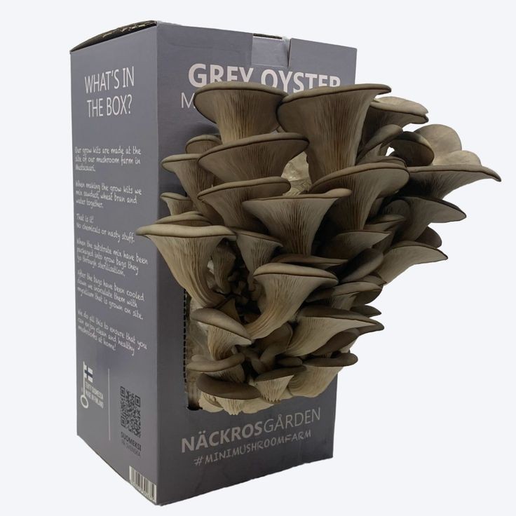 Durable Custom Mushroom Boxes For Safe Product Shipping